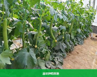 東莞蔬菜配送服務(wù)助力餐飲管理升級(jí)